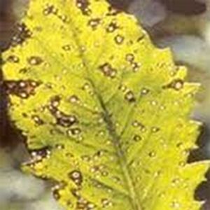 uploads/images/disease/Cercospora leaf spot.jpg